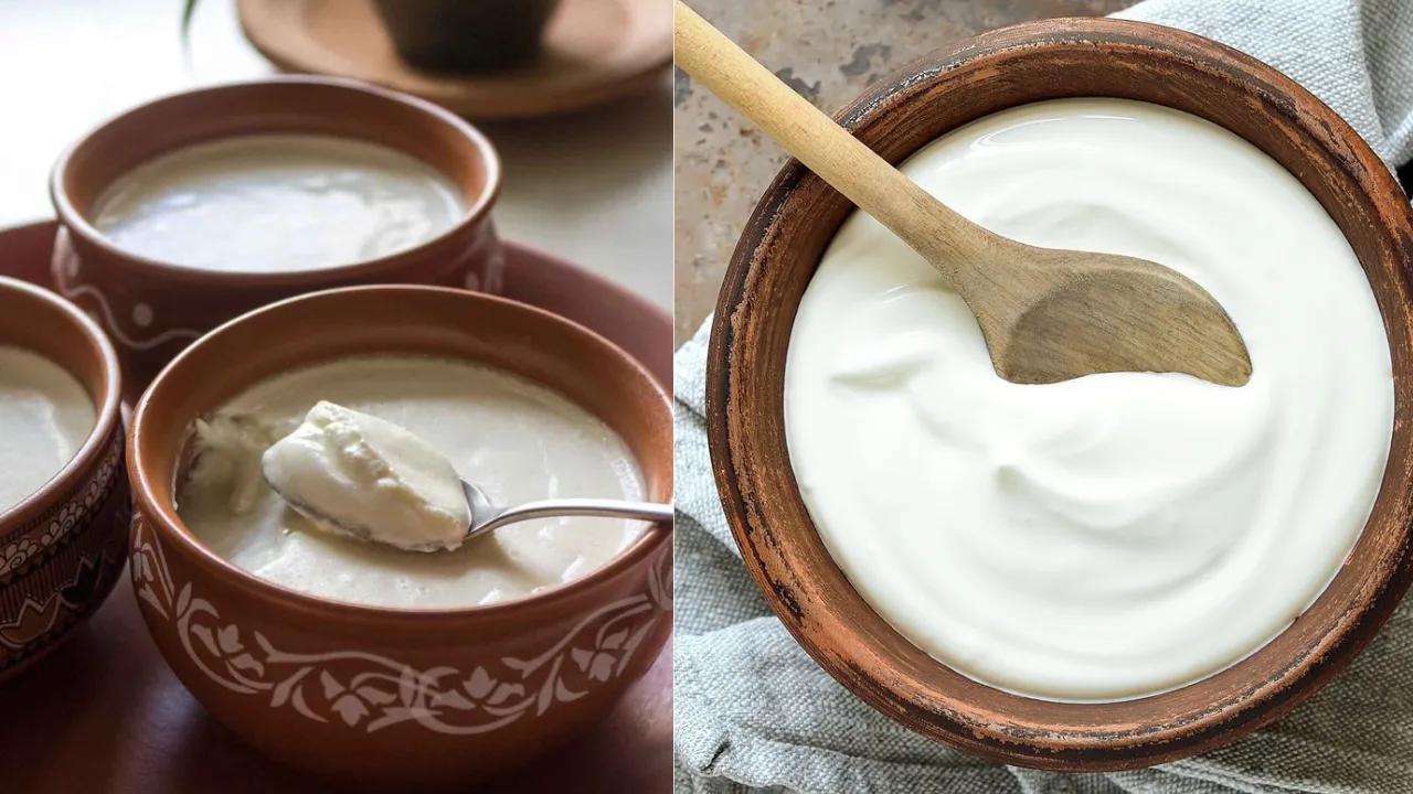 Benefits Of Curd And 5 Simple Dish