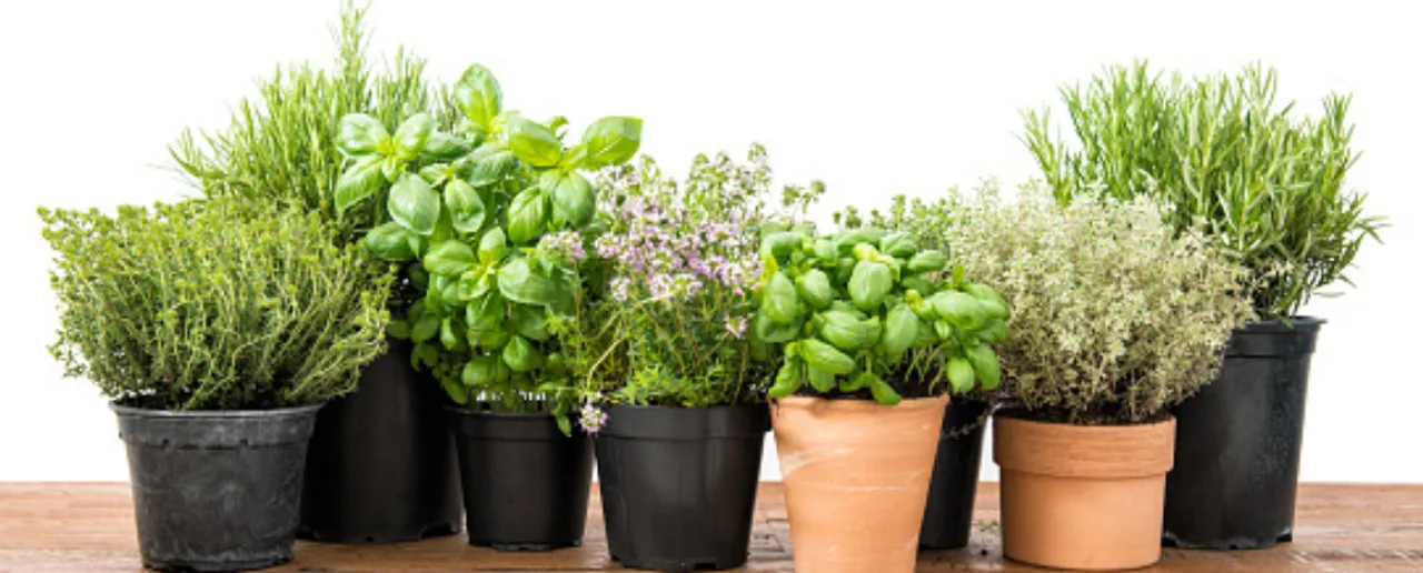 Herbs For Women 