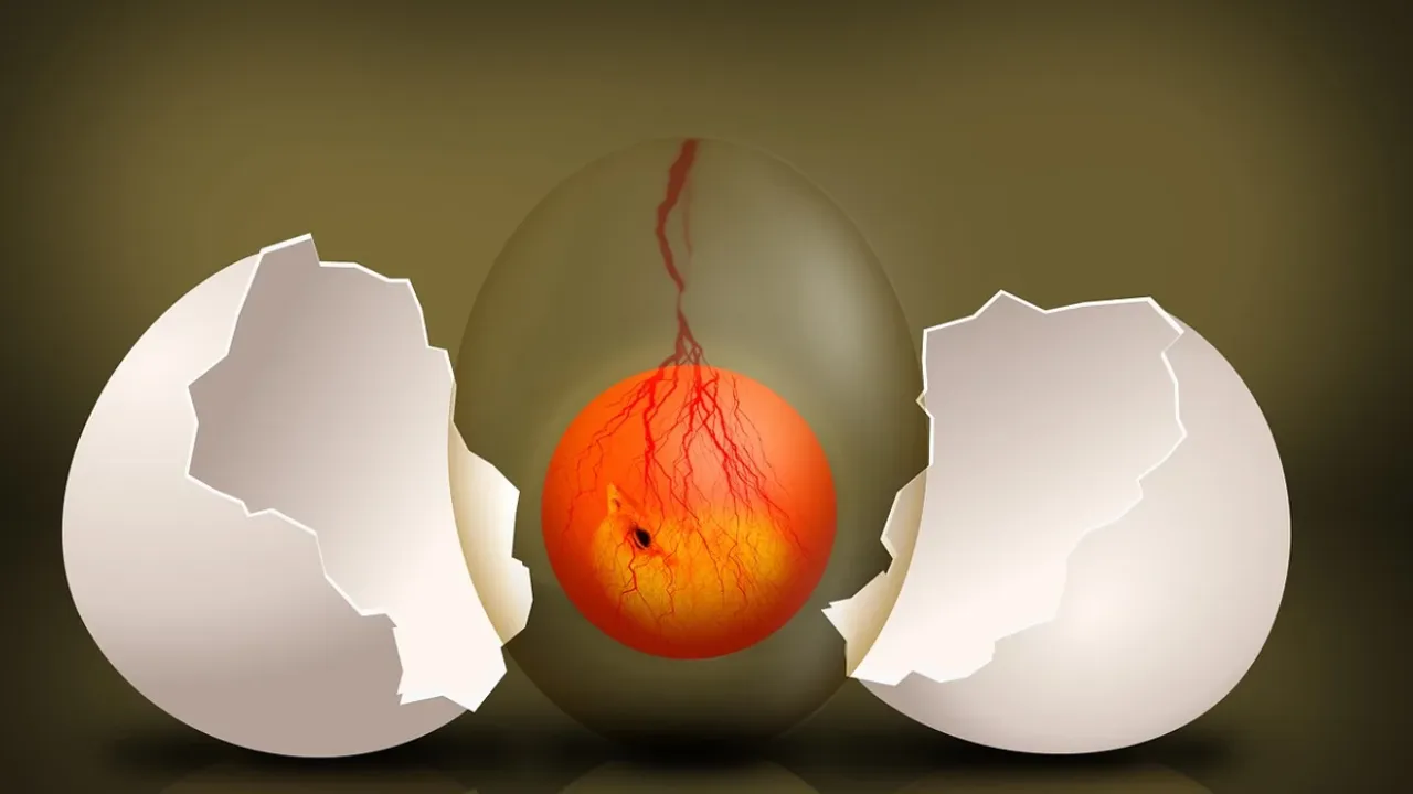 egg.png