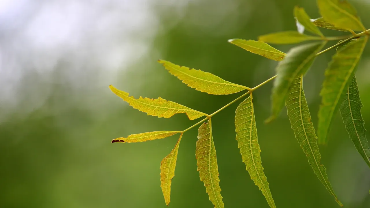 Health Benefits of Neem Leaves