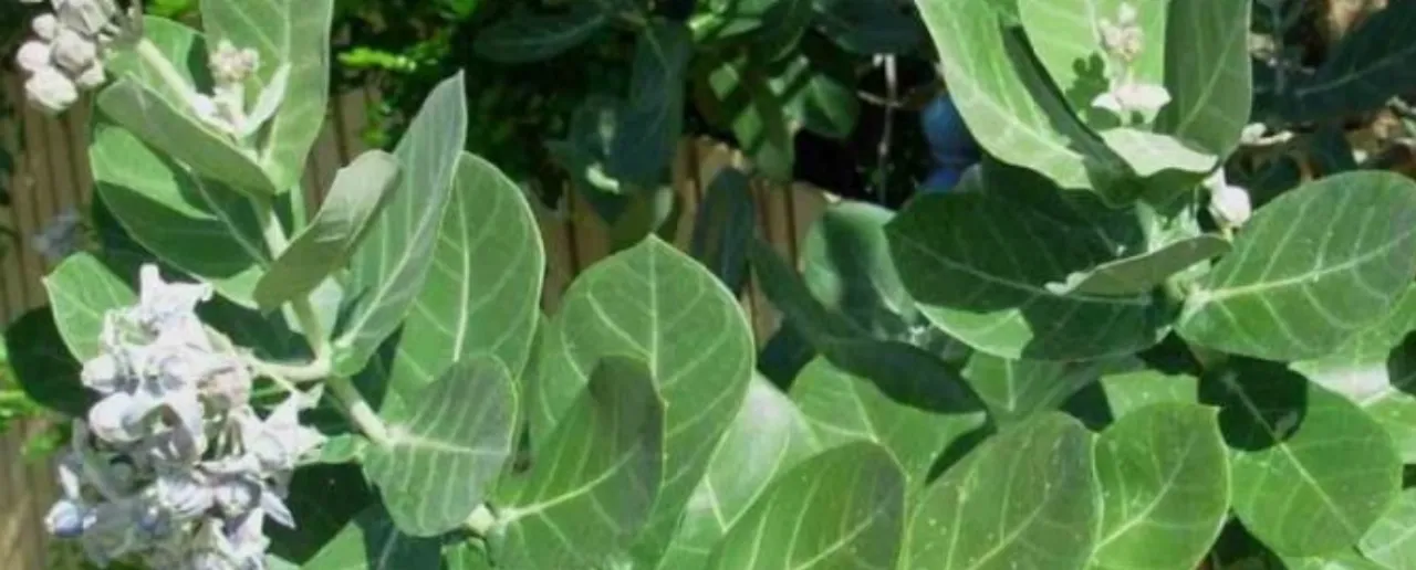 aak plant