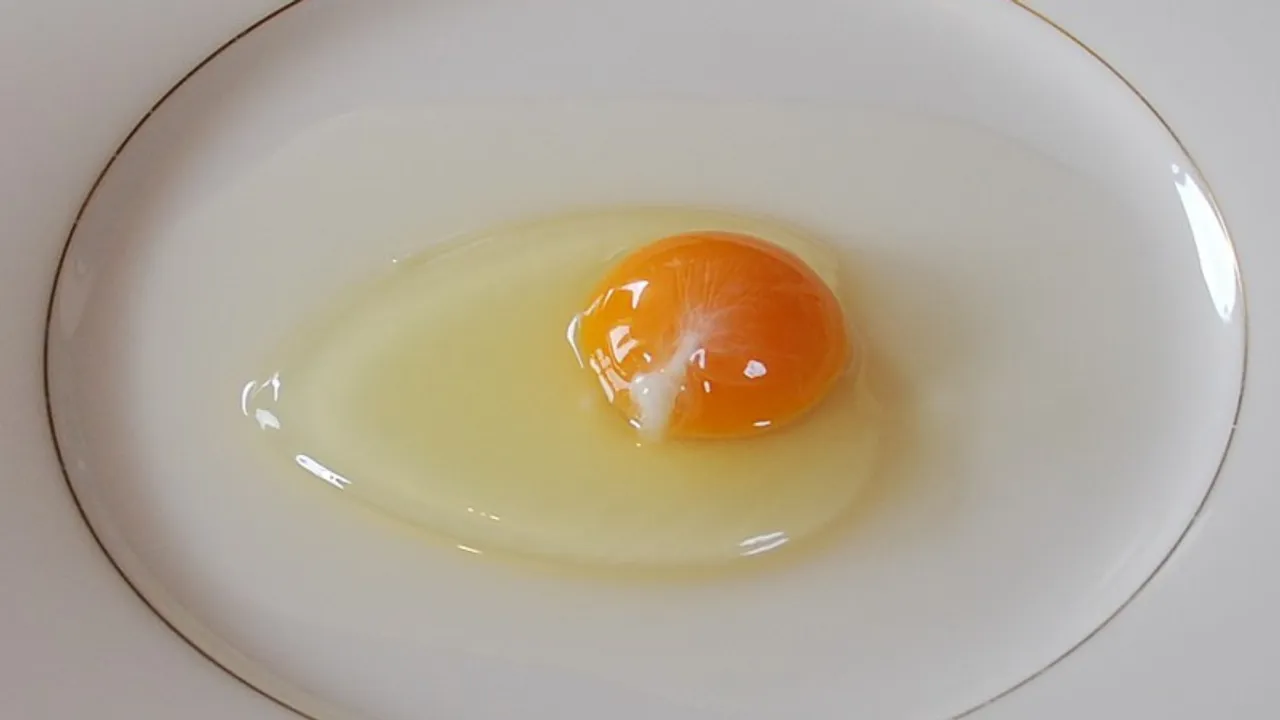 Egg White Protein 