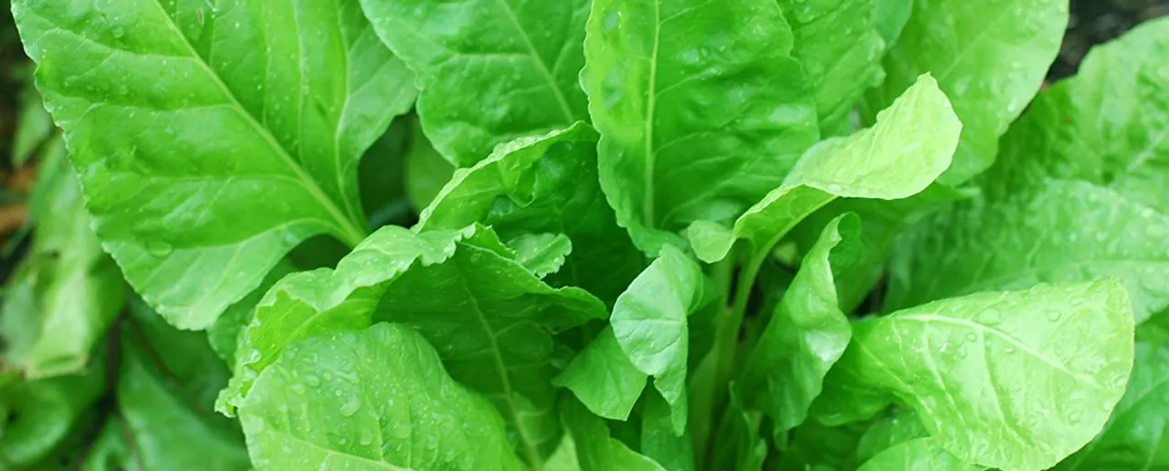 Palak