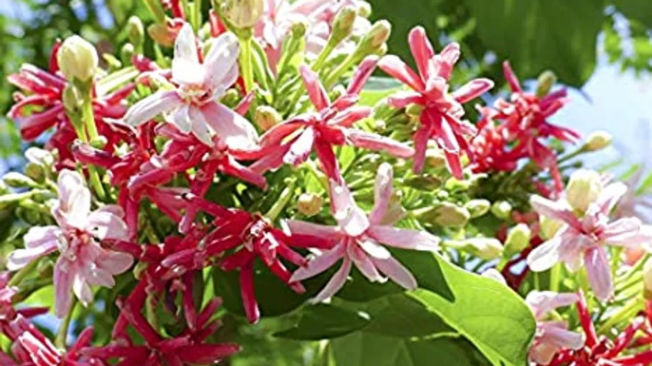 मधुमालती
