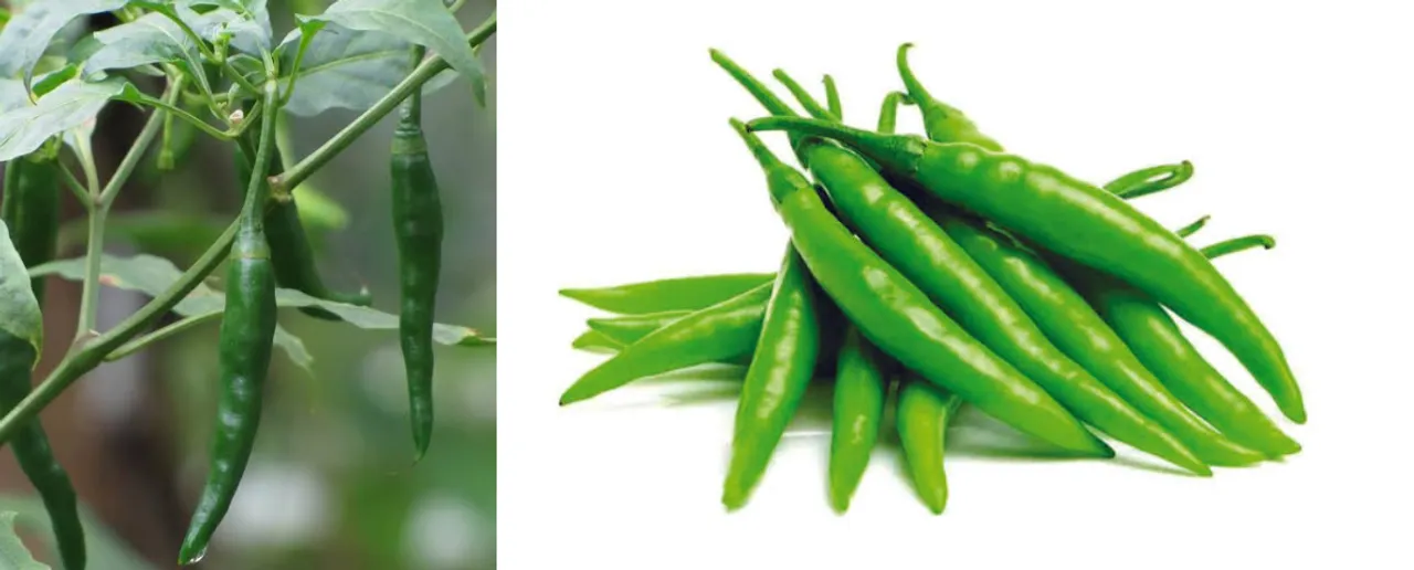 Greenchilli