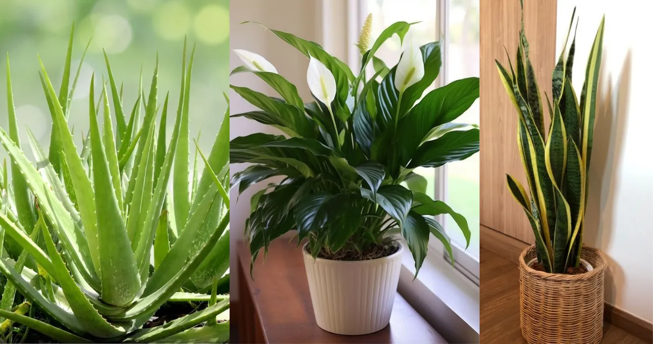 Indoor Plants 