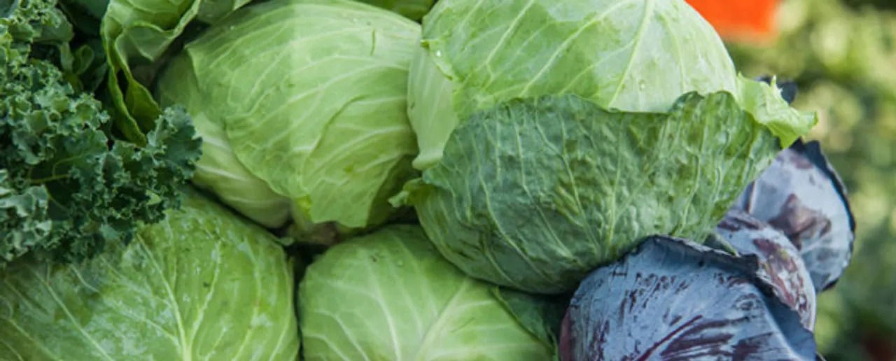 Cabbage 