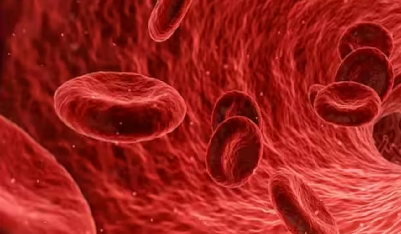 Foods That Increase Blood