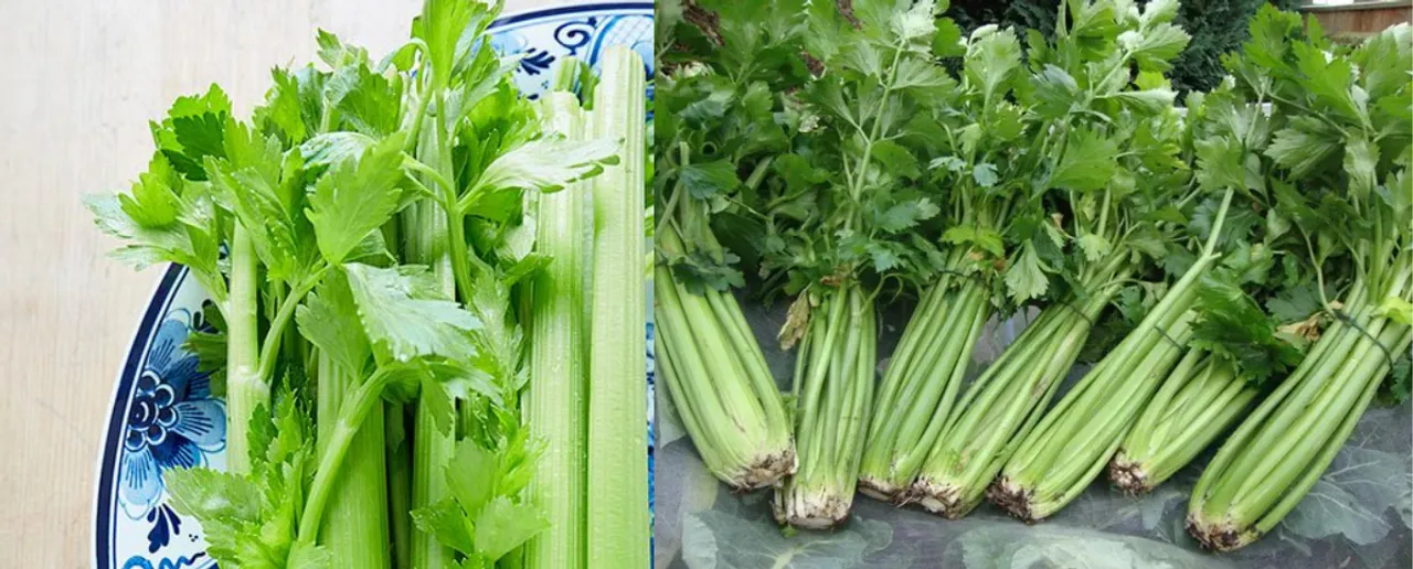 Benefits of Celery