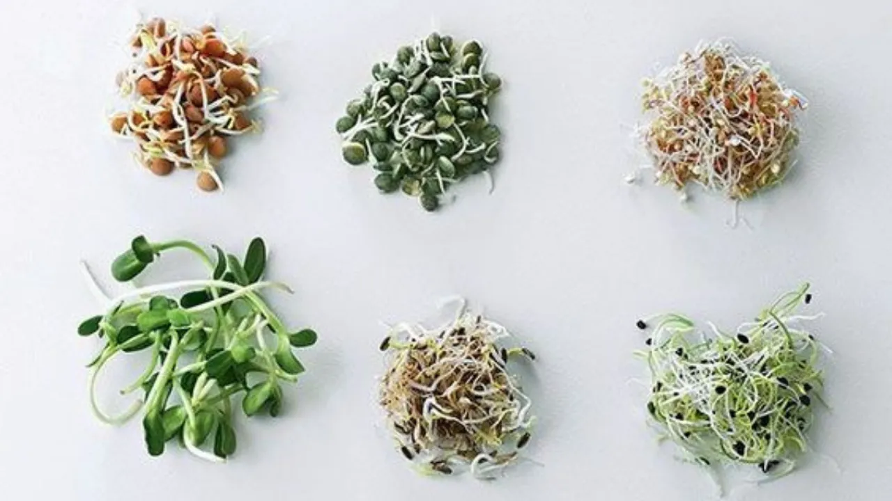 Sprouts (Pinterest).png