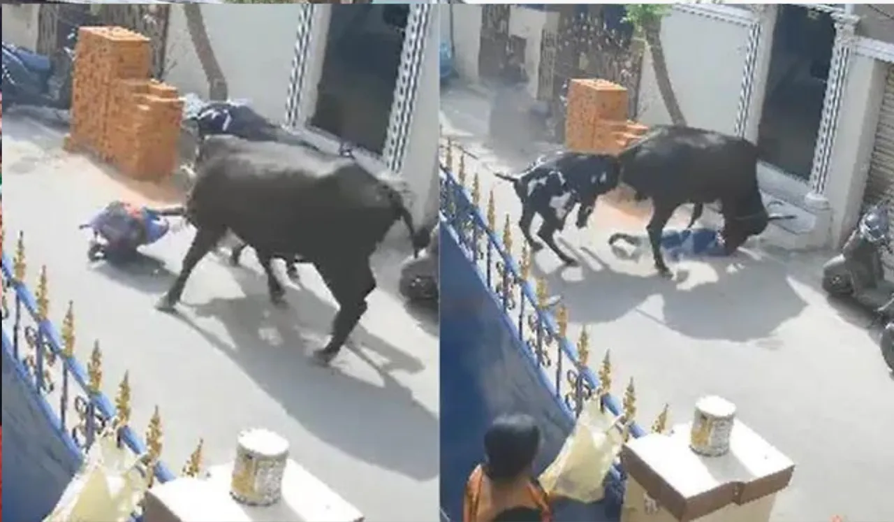 Brutal cow attack on schoolgirl shocks Chennai