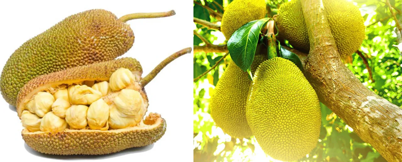 Jackfruit 