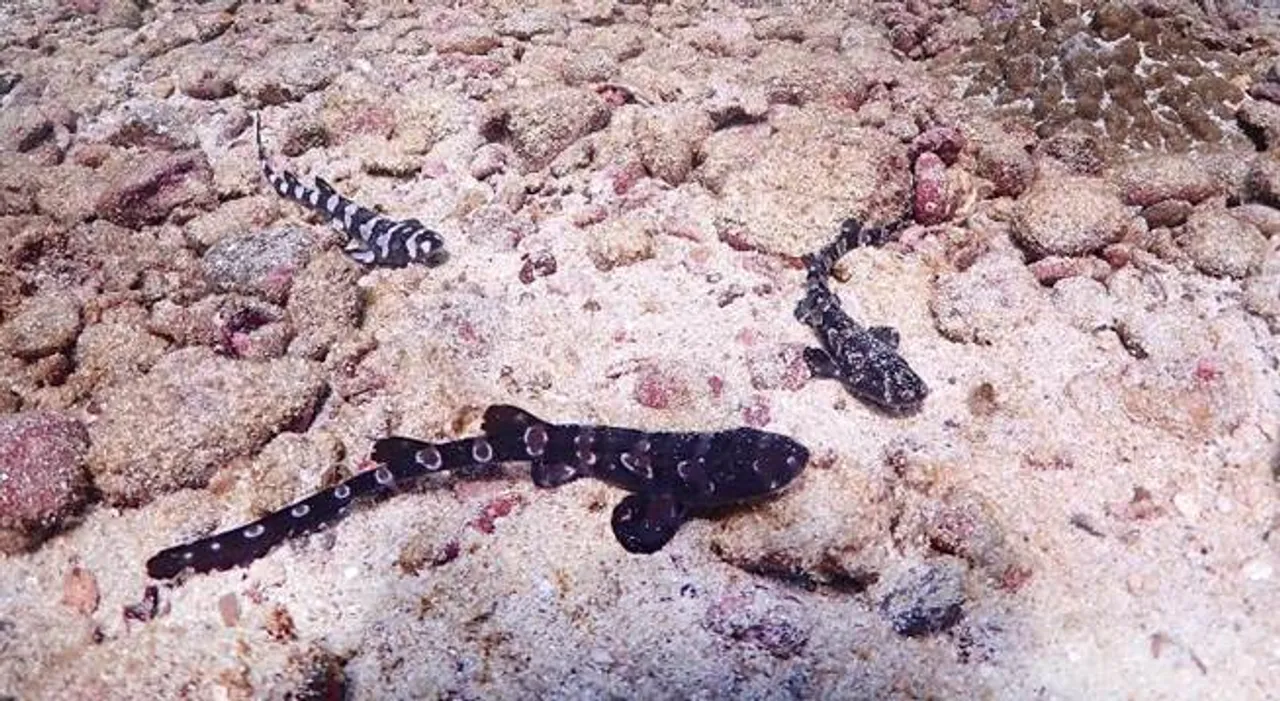 Bamboo sharks successfully released into the ocean