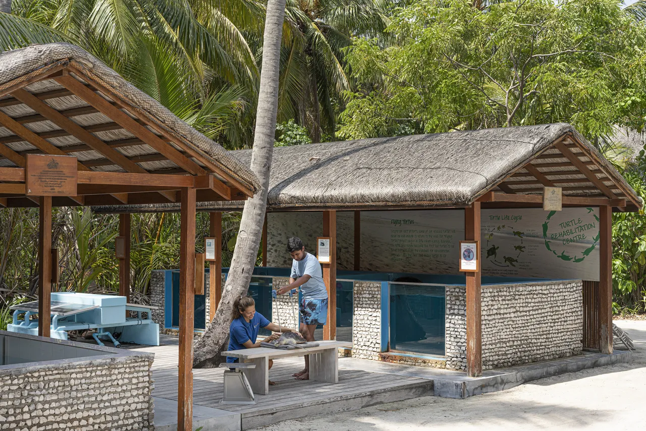 Turtle Rehabilitation at Four Seasons Resorts Maldives 