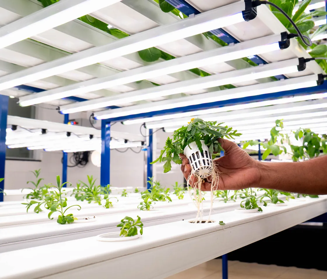 The Leela Hyderabad_Hydroponic Farming (6)