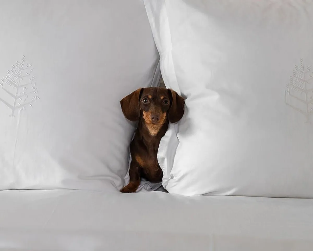 The Pawfect Staycation