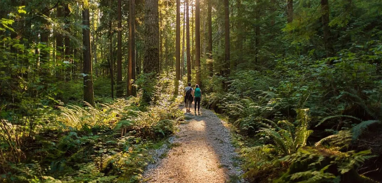 Forest Therapy: Trending in Travel and Tourism…
