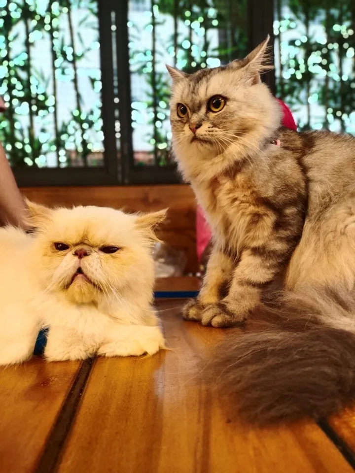 Cats and Fun at BrewDog, Midtown, Mumbai