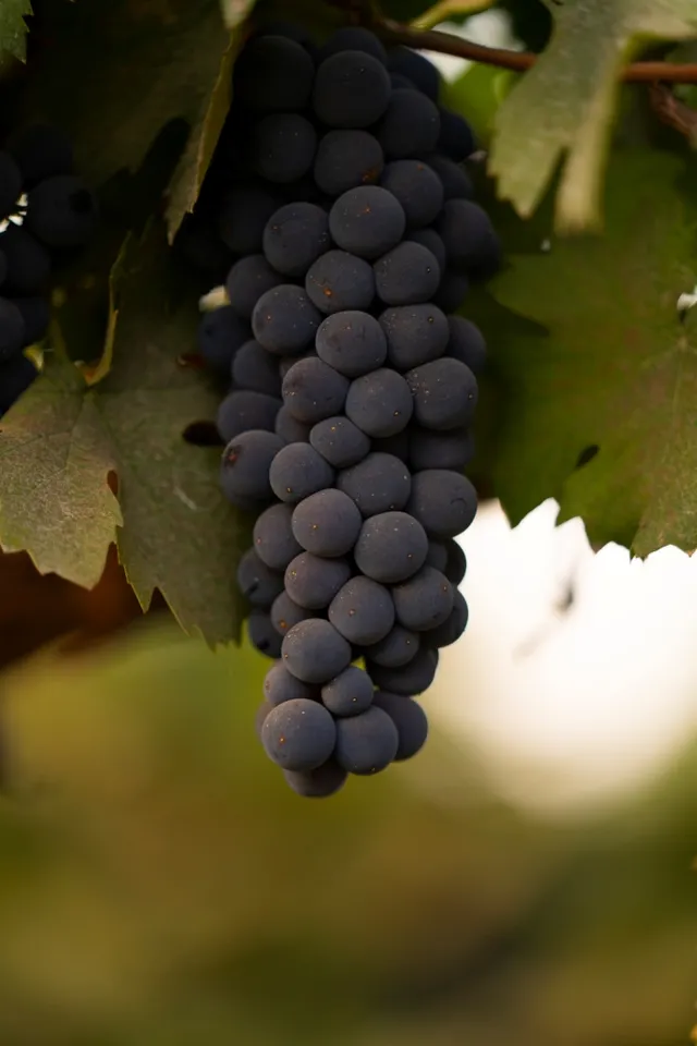Courtyard by Marriott Bengaluru Outer Ring Road invites you to embark on a Captivating Journey Through India’s Largest Vineyard with Fratelli Wines