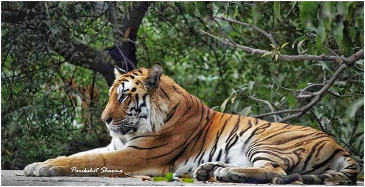 The Tiger Reserve Hexagon Madhya Pradesh