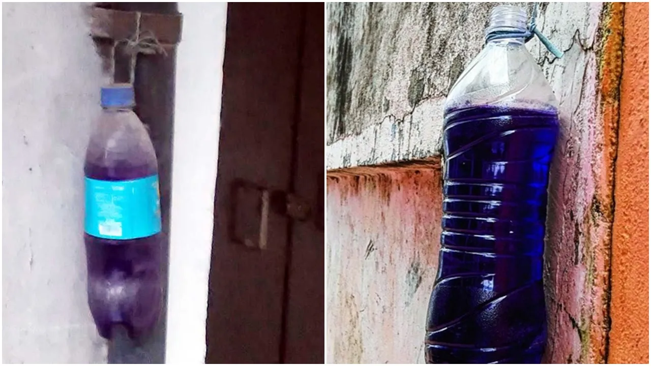 blue water bottle,Dog,lifestyle,blue water,নীল জলের বোতল, কুকুর,কুকুরের উপদ্রব ঠেকাতে নীল জলের বোতল ঝোলানো হয়, বাড়ির বাইরে নীল জল ভর্তি বোতল কেন ঝোলানো হয়