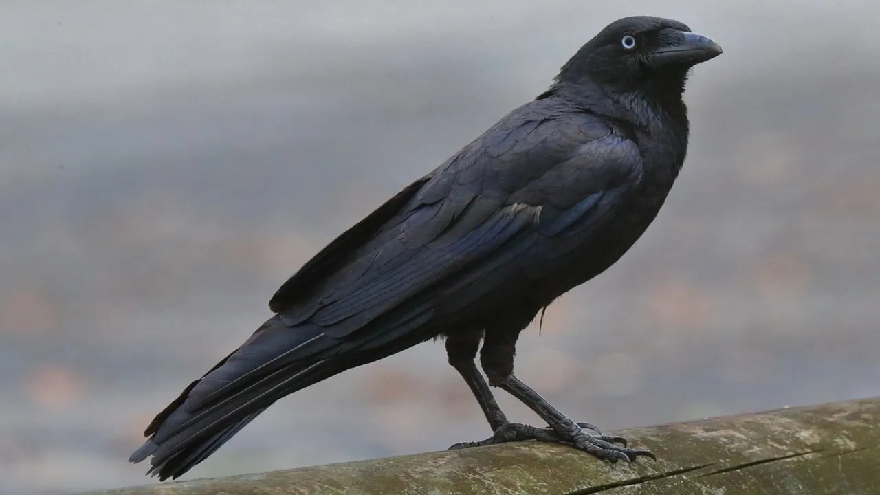 lifestyle crows may brings good luck