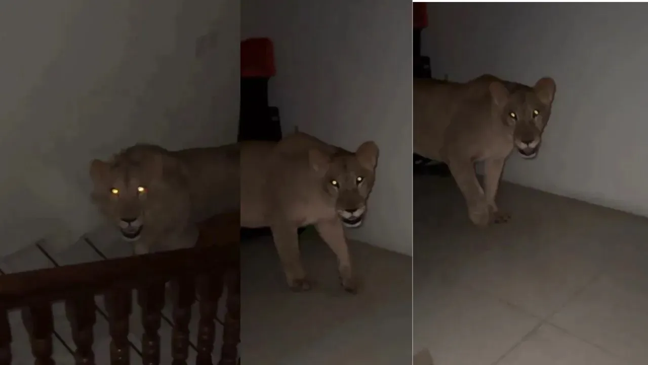 viral tiger