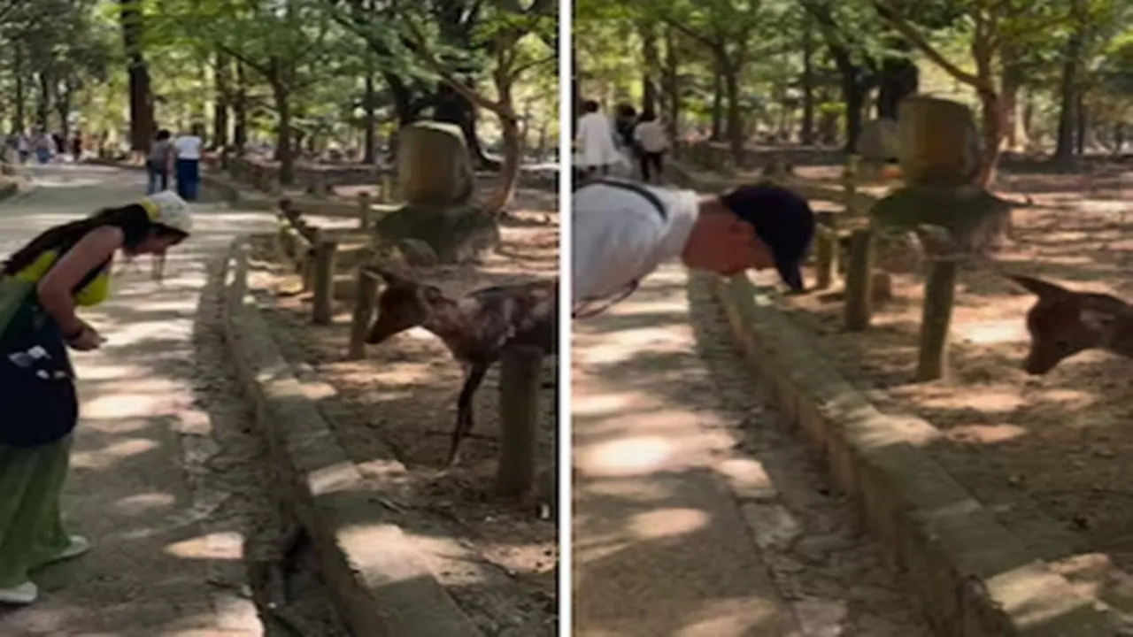 deer viral news