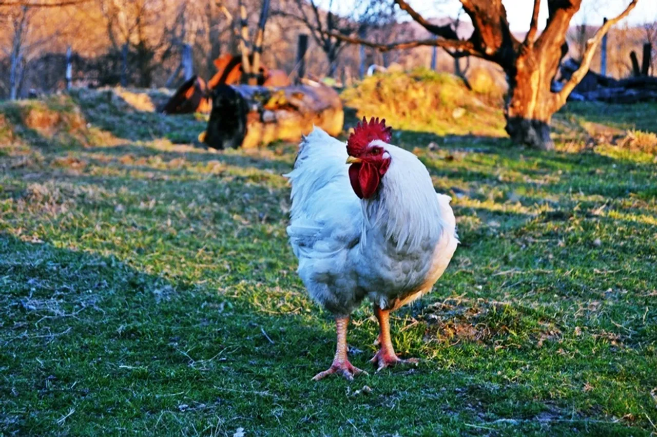 Chicken Population by Country 2024: কোন দেশে মুরগির মাংস সবচেয়ে বেশি উৎপাদিত হয়
