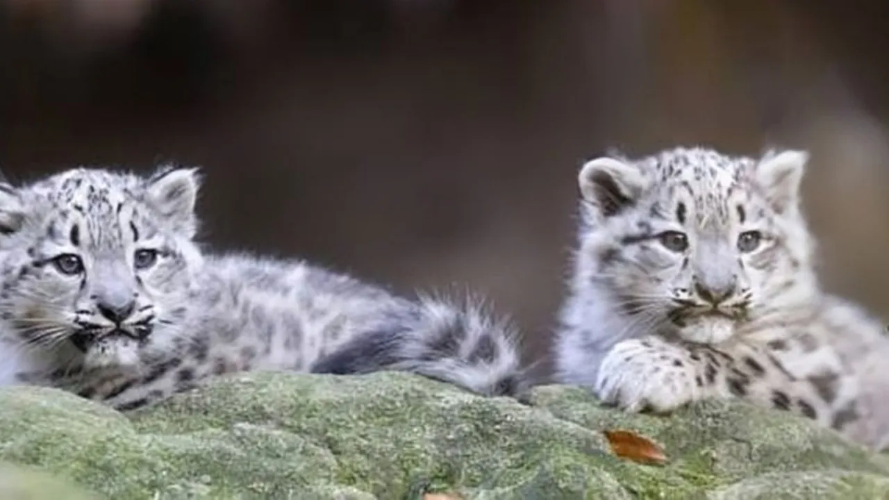 snow leopard cub