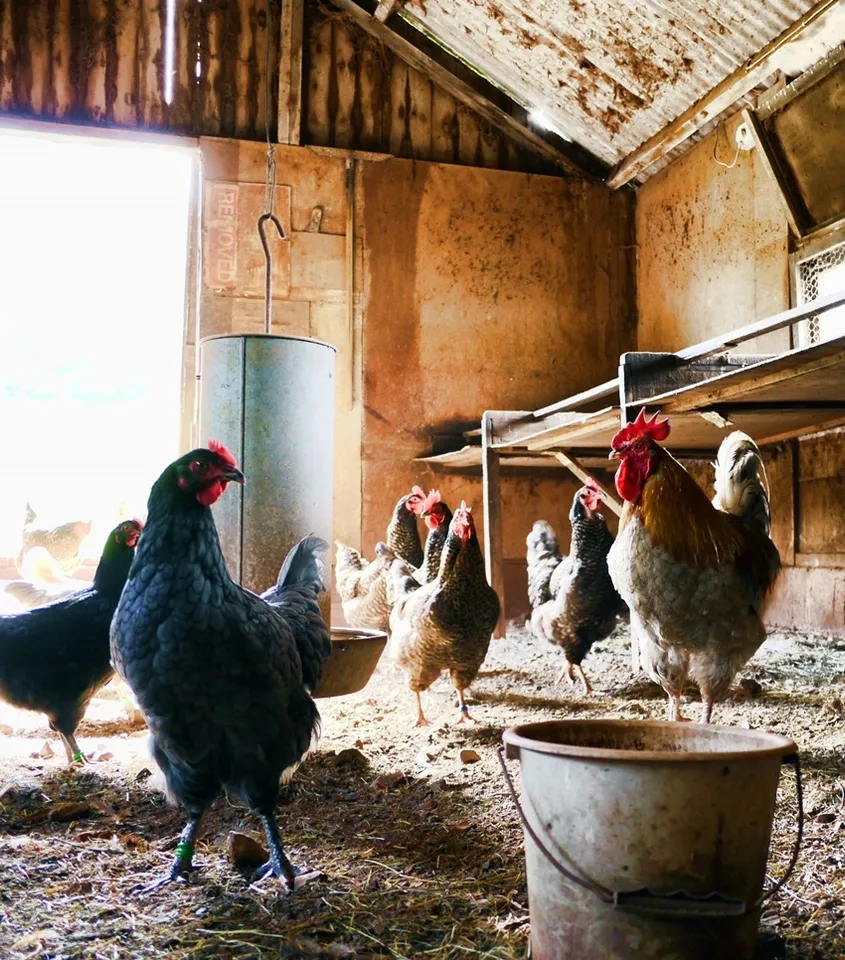 Chicken Population by Country 2024: কোন দেশে মুরগির মাংস সবচেয়ে বেশি উৎপাদিত হয়