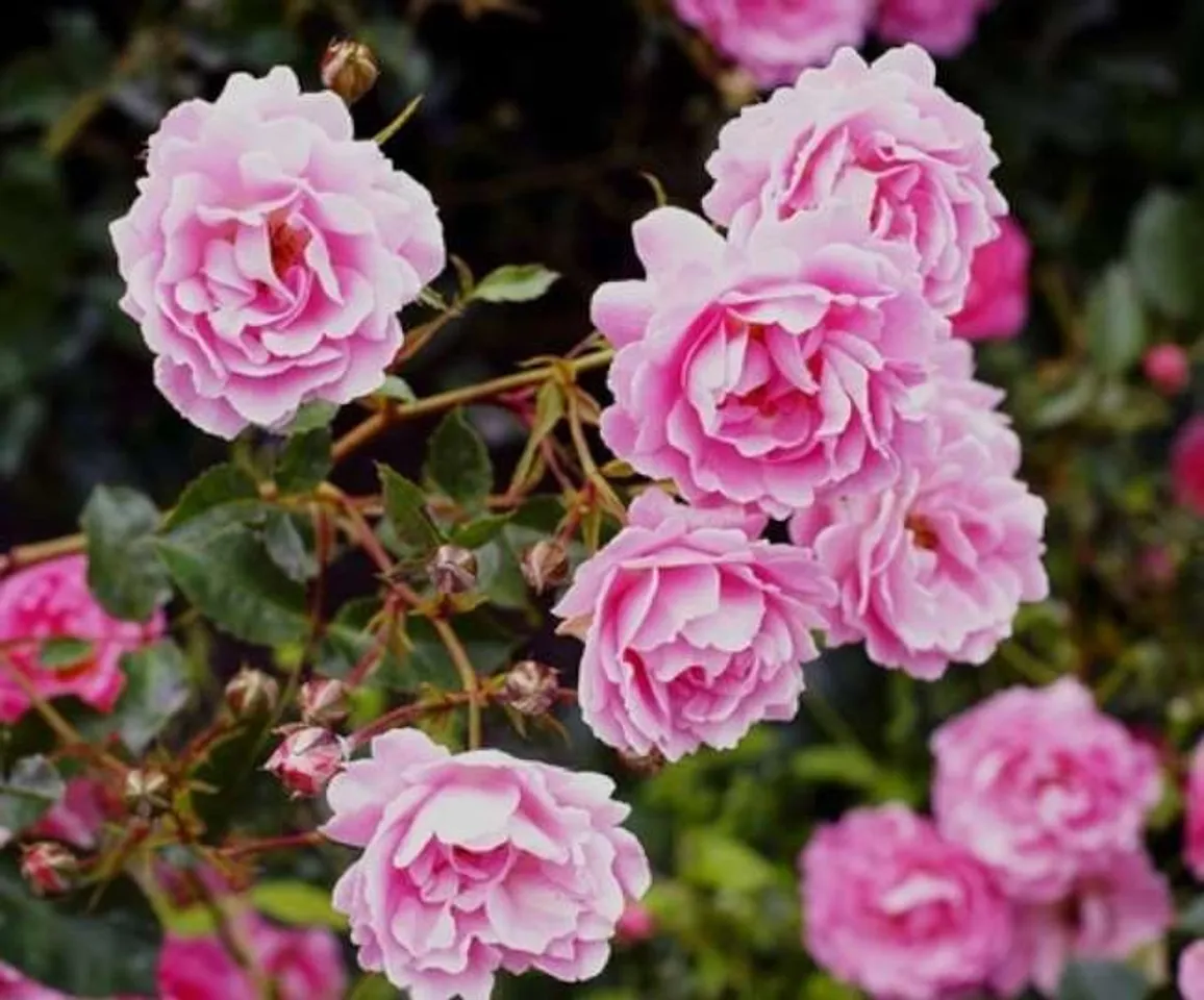 Amazing Winter Plant Care Tips