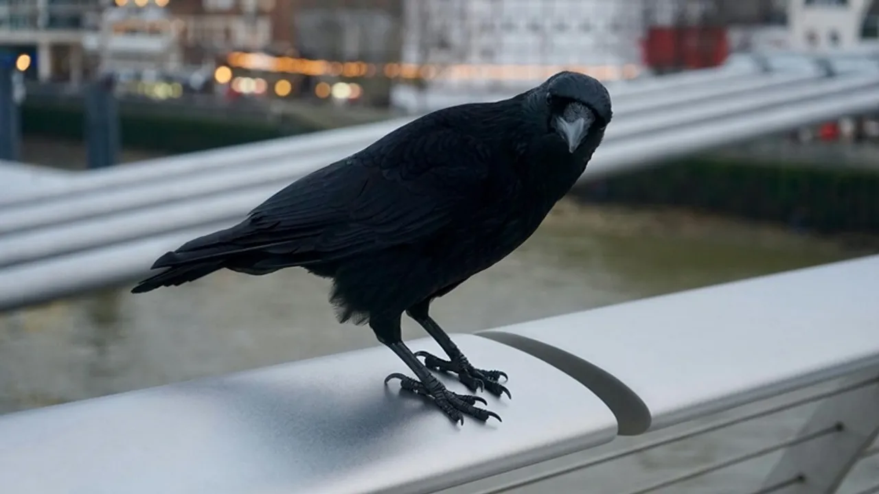 Human-Bird Interaction Research: এই পাখিরা প্রতিশোধ নিতে পারে মানুষের উপর