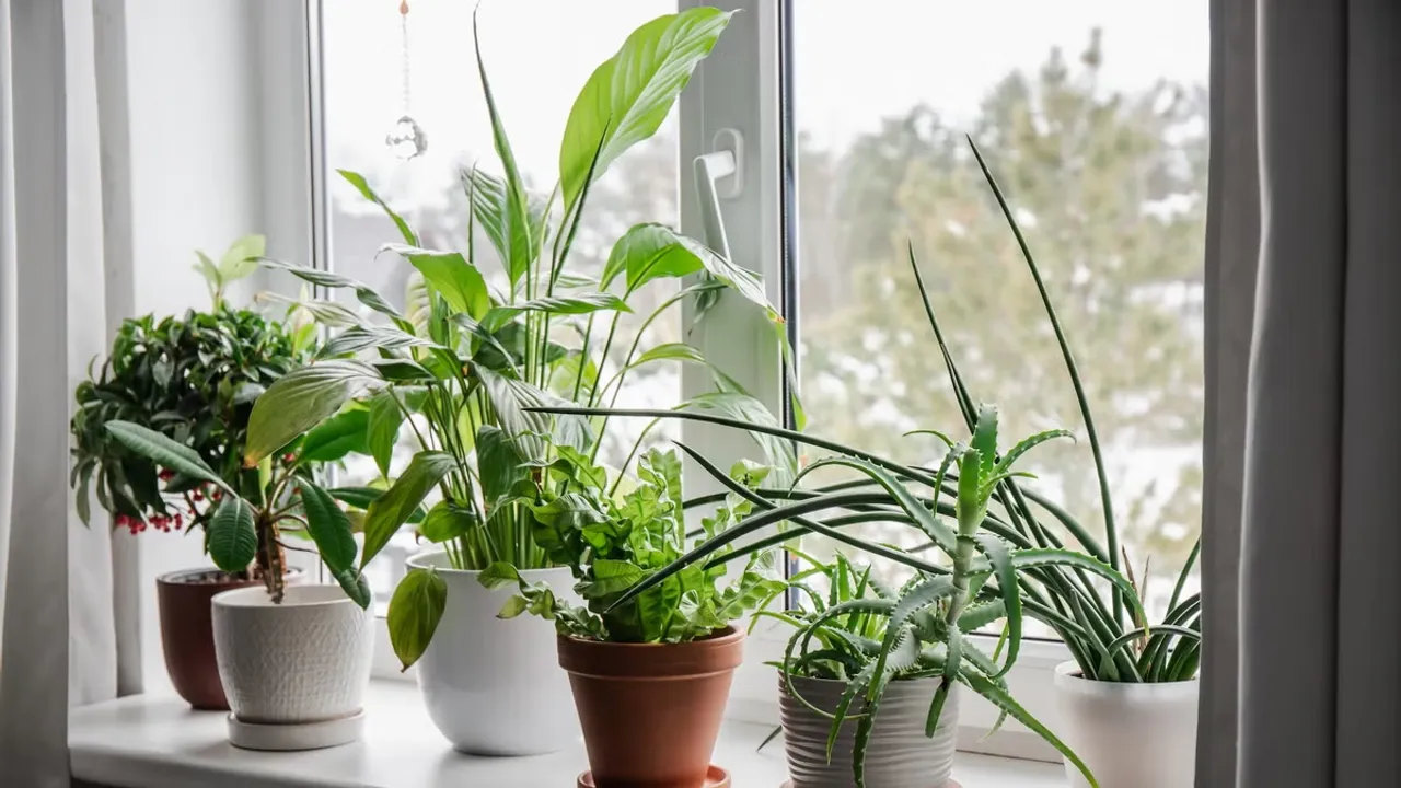 save plant from winter 