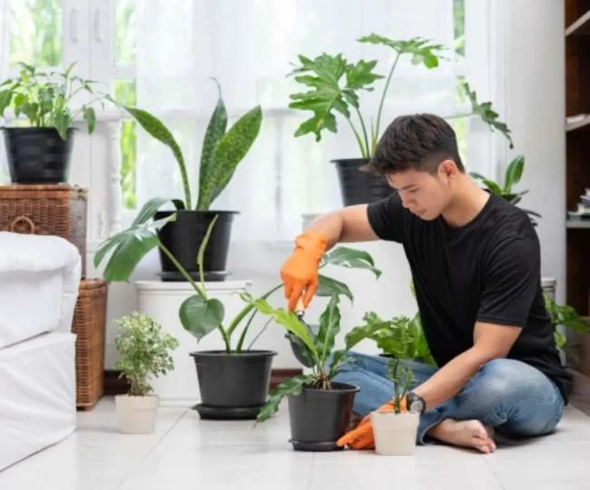 Winter Plant Care Tips