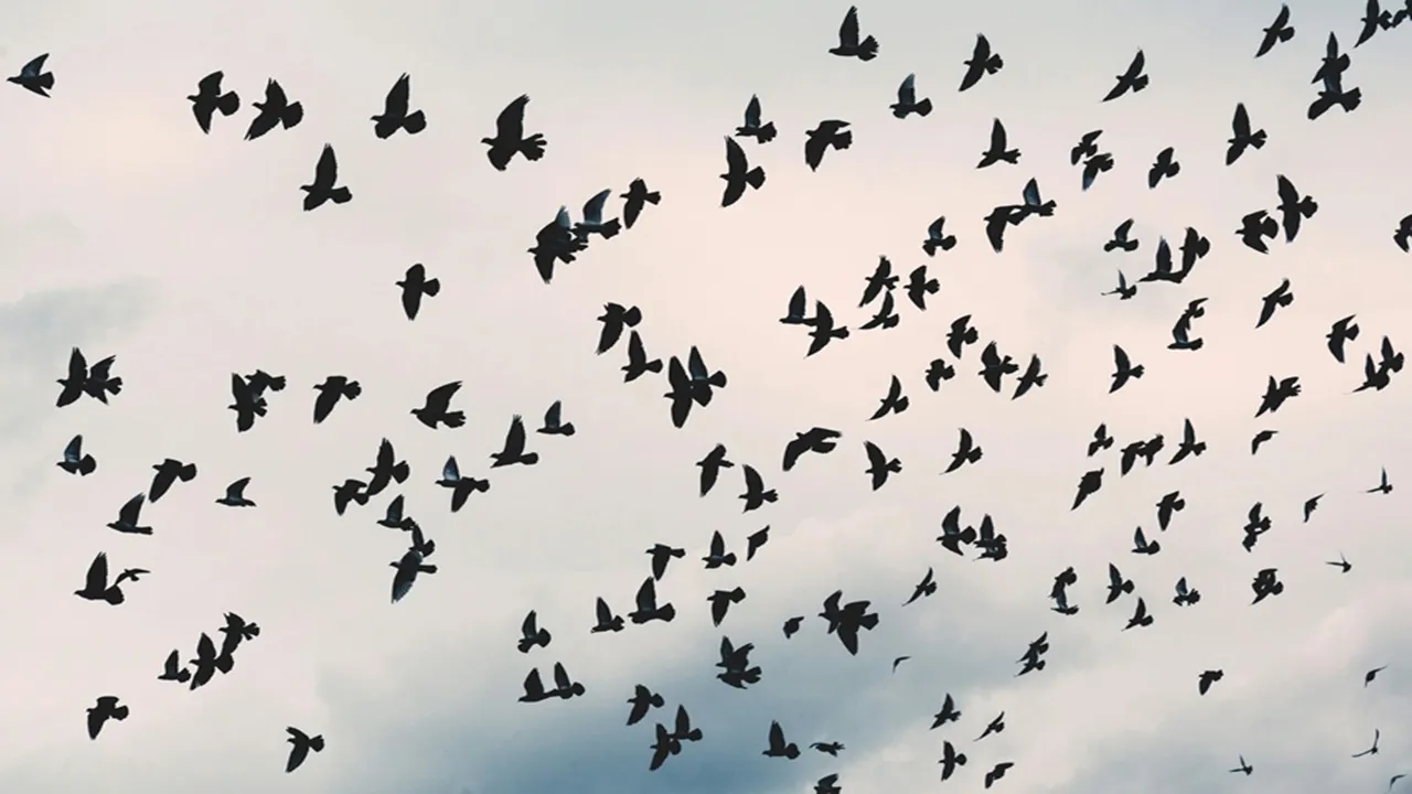 Human-Bird Interaction Research: এই পাখিরা প্রতিশোধ নিতে পারে মানুষের উপর