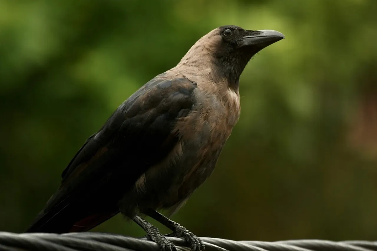 Human-Bird Interaction Research: এই পাখিরা প্রতিশোধ নিতে পারে মানুষের উপর