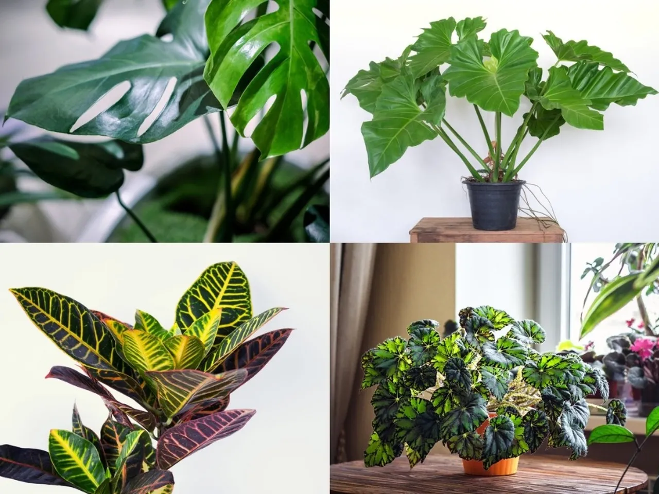 plant care in winter 