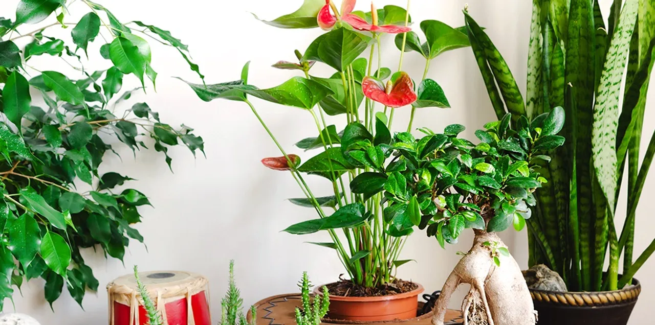 winter plant 