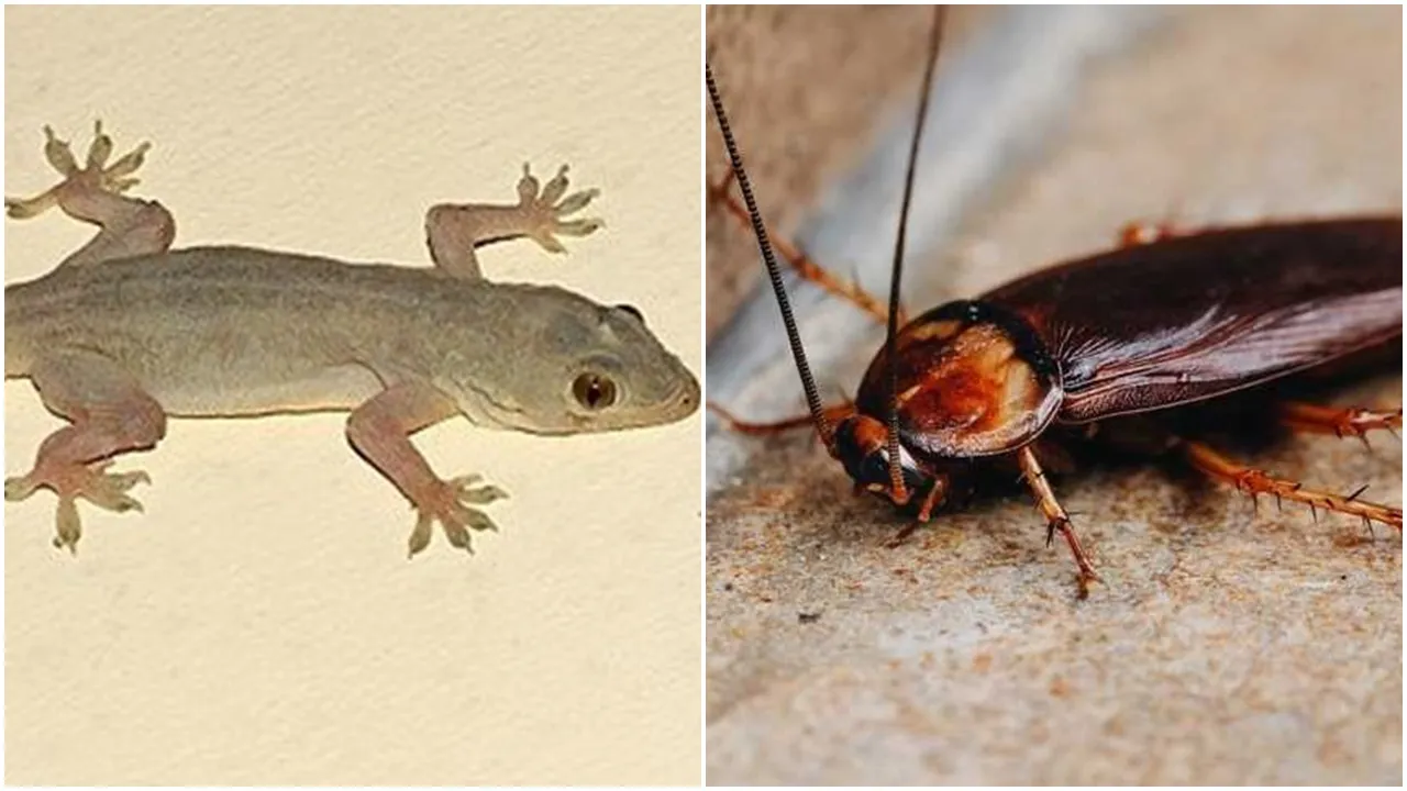 Effective Ways to Get Rid of Cockroaches and Lizard: আরশোলা ও টিকটিকি তাড়ানোর উপায়