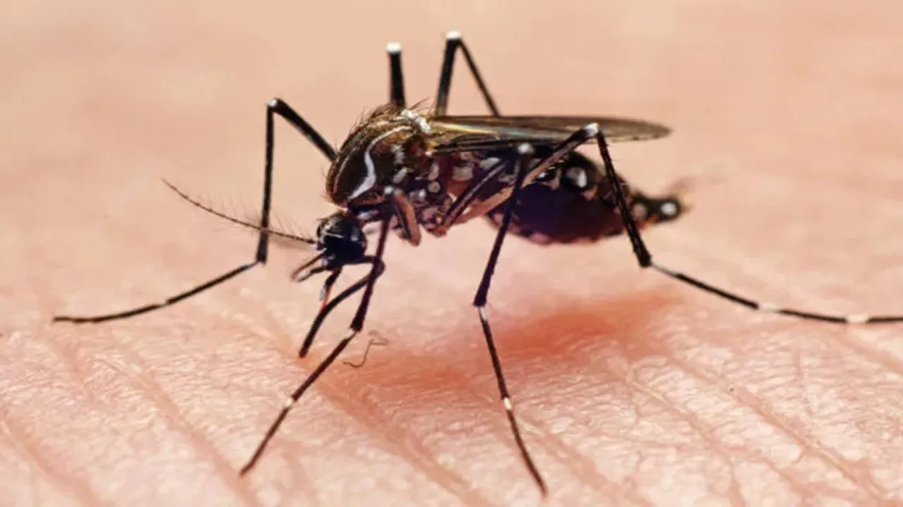 Dengue in Westbengal