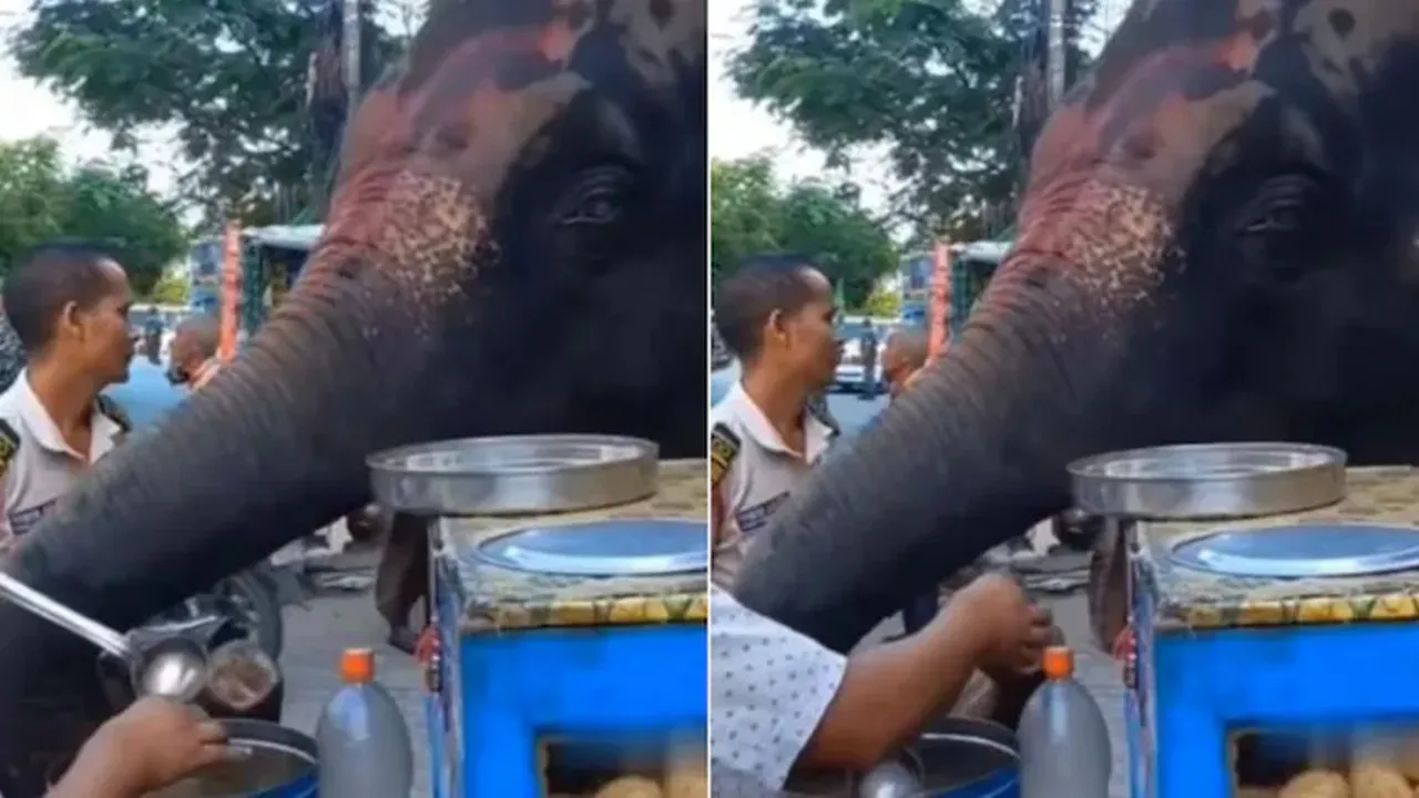 Elephants eats Panipuri