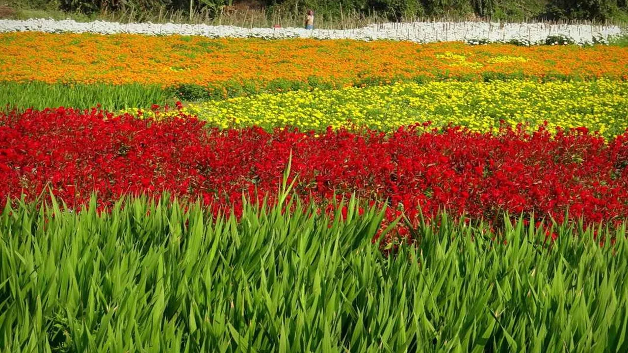 Khirai,Panskura,Purba Medinipur,Flowers,ক্ষীরাই,পূর্ব মেদিনীপুর