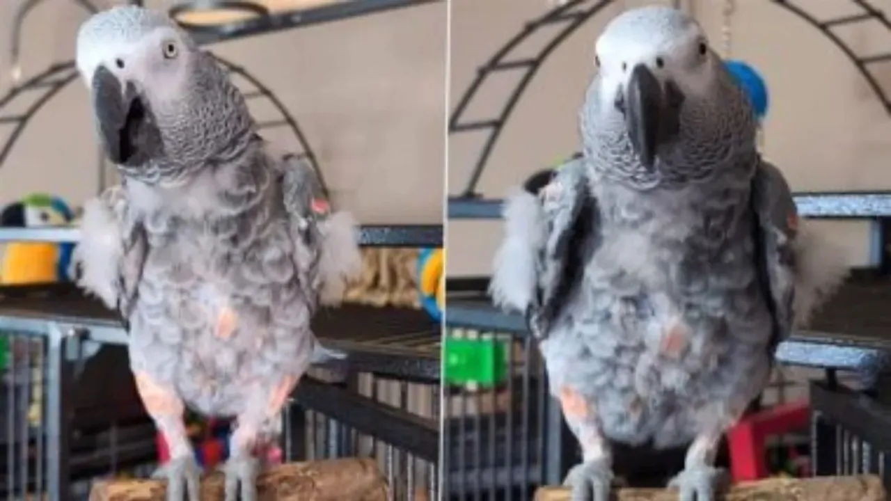 parrot acts and speaks fluent English