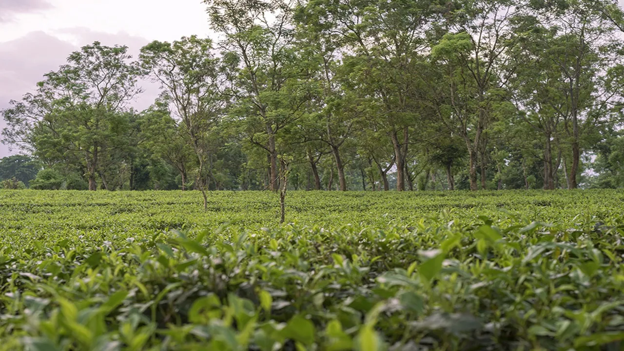 alipurduar,west bengal news,north bengal,leopard,চিতাবাঘ,আলিপুদুয়ার