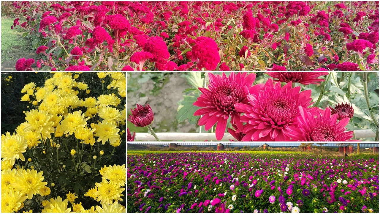 chapra,khirai,flowers,Weekend getaways,ফুলের উপত্যকা,ফুলেদের স্বর্গরাজ্য,ক্ষীরাই,চাপড়া