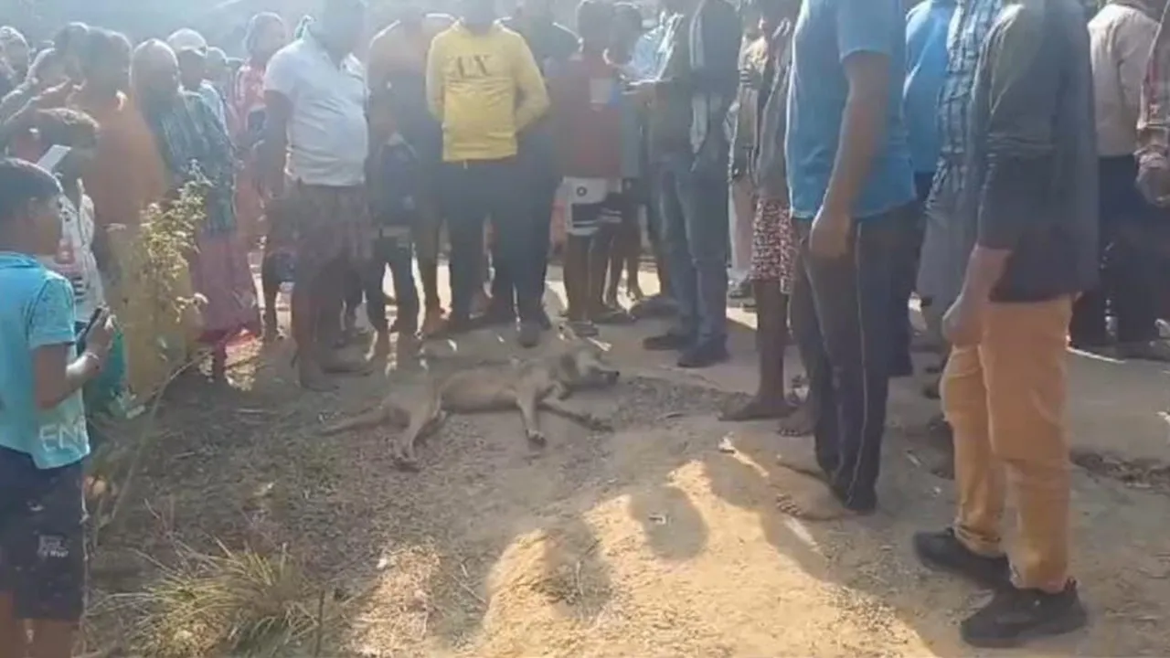 canine death,west bengal news,purba bardhaman news,budbud,দেশি নেকড়ে পিটিয়ে মারল,পূর্ব বর্ধমানের খবর,পশ্চিমবঙ্গের খবর