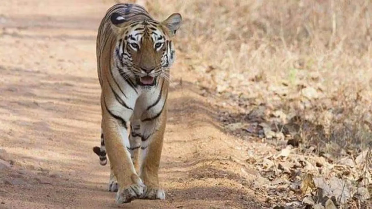 Tigress zeenat seen at bankura jungle tranquilizer guns latest updates 