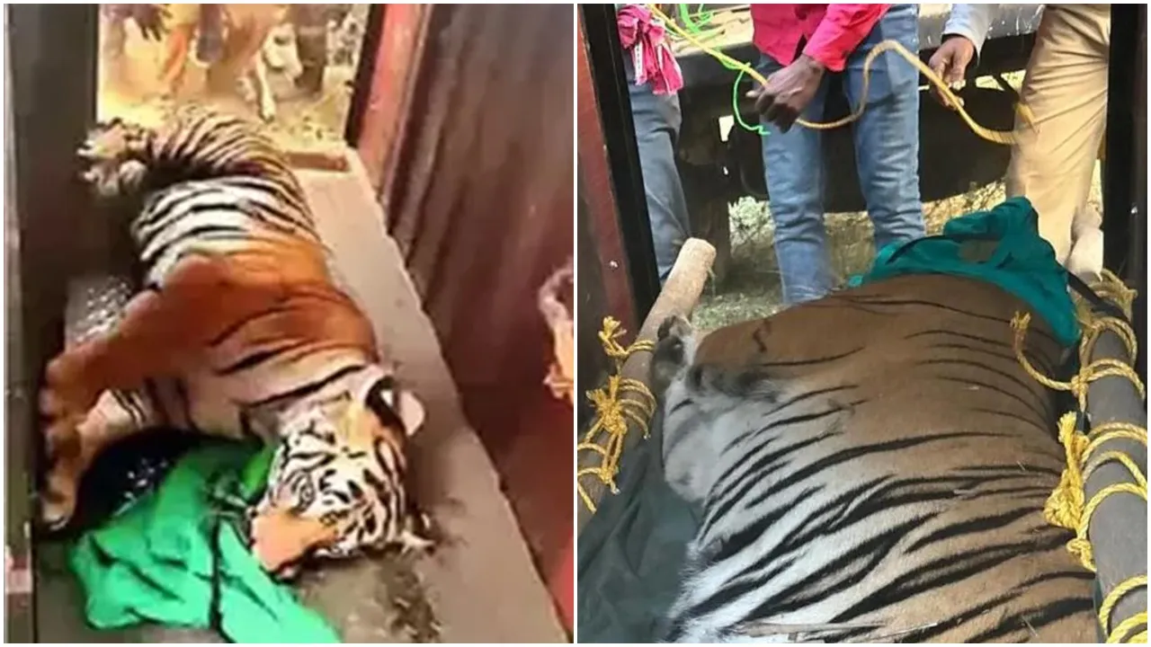 Tigress Zeenat,Royal Bengal Tiger,Odisha,west bengal news,বাঘিনী জিনাত,পশ্চিমবঙ্গের খবর