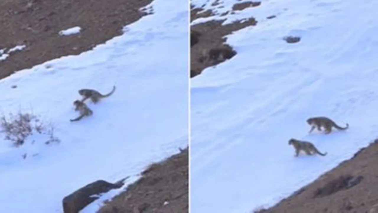 Snow Leopards Playing in Zanskar Valley of Ladakh